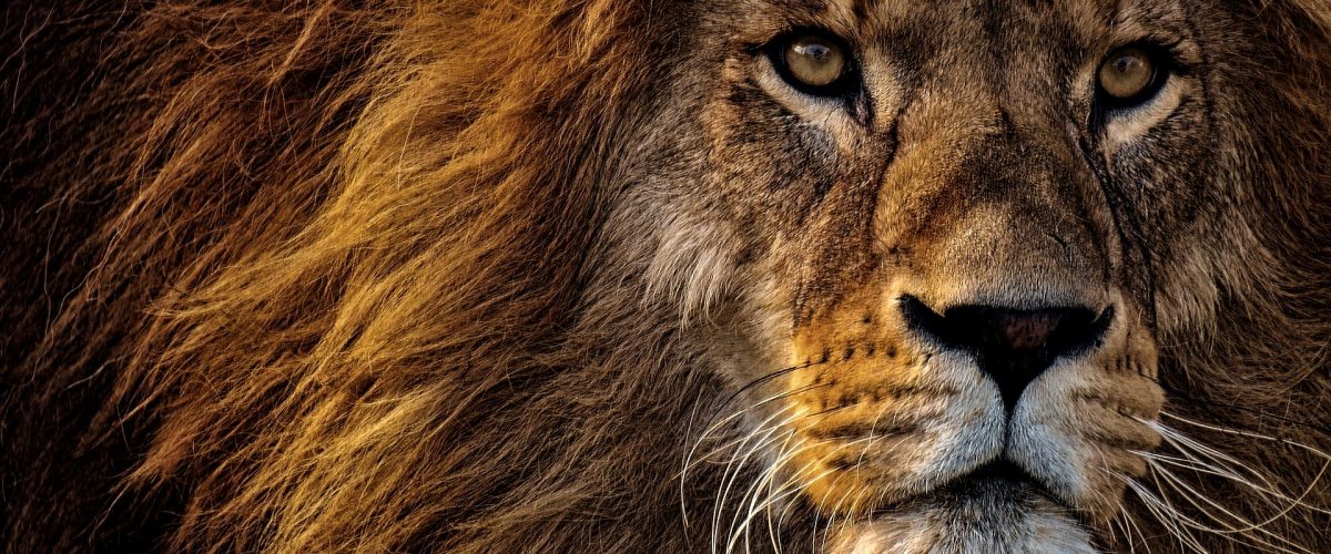 lion-3576045_1920