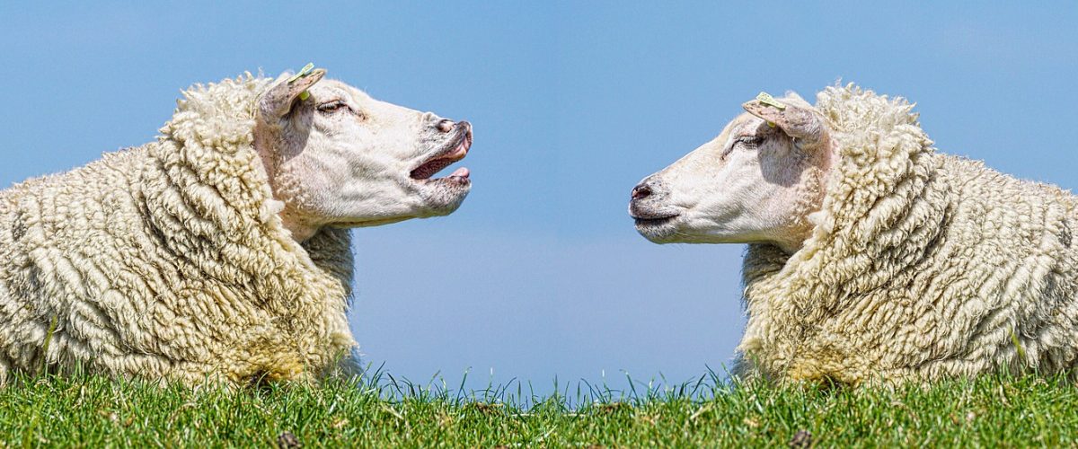 sheep-3557445_1920